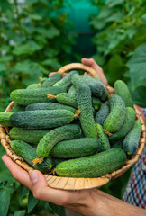A man holds a harvest of cucumbers in his hands. Selective focus.