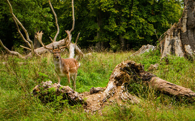 cerf au milieu de la prairie qui regarde vers la caméra