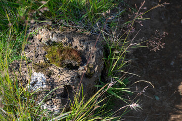 Closeup of lichen and moss growing on a rock Eldborg crater near Borgarnes South Iceland