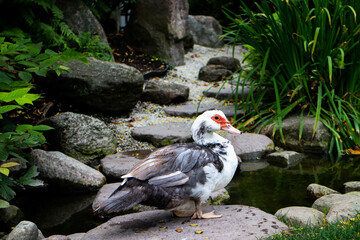 joli canard blanc gris et rouge qui marche en bord de rivière