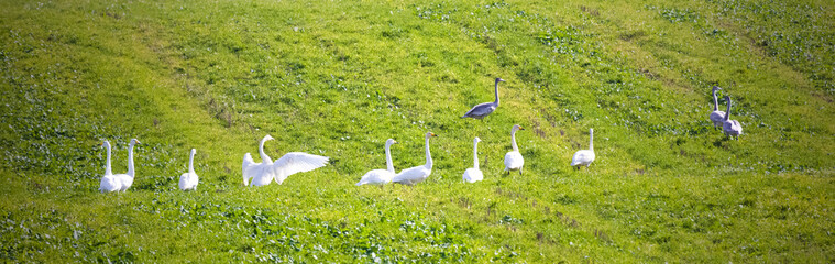 Łabędzie Krzykliwe z Młodymi  © Wojciech Lisiński