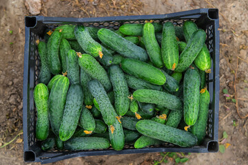 Harvest cucumbers in the garden. Selective focus.