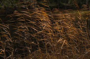 Autumnal golden common reed closeup