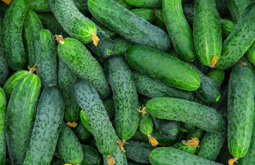 Harvest cucumbers in the garden. Selective focus.
