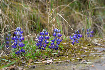 Hike to Paramo de Guacheneque, birthplace of the Bogota River. Lupinus, typical plant of the andean...