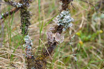 Hike to Paramo de Guacheneque, birthplace of the Bogota Rive. Lichen on a tree branch, typical of...