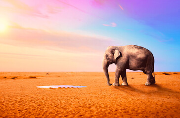 Elephant in the desert under the drought a sunset