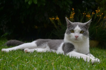 A cat resting on the grass