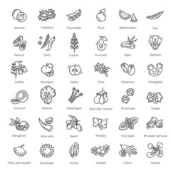Fototapeta na wymiar Vector collection. Vegetables and fruit thin line icon set. Ingredients