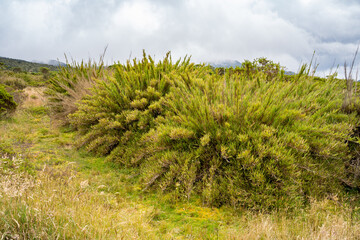Hike to Paramo de Guacheneque, birthplace of the Bogota River. Typical plant of the Andean...