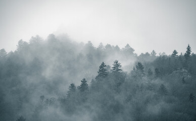 Mysterious black mountain forest in the fog