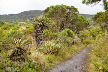 Hike to Paramo de Guacheneque, birthplace of the Bogota River. Espeletia (frailejones) is a genus...