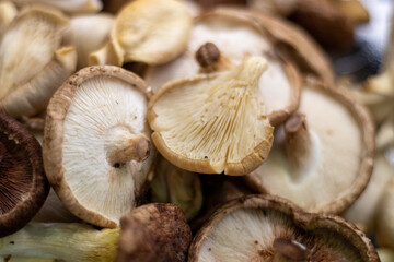 mushrooms in a basket