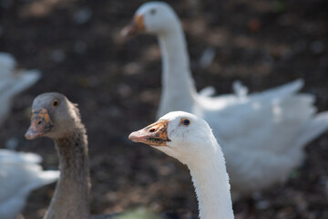 flock of domestic white geese in the village