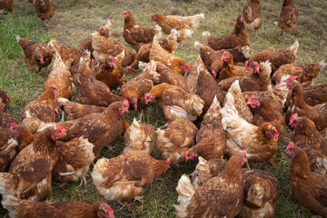 happy, healthy looking chicken on a chicken farm in Austria