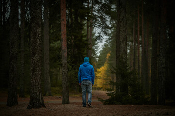 Fototapeta premium man walks in the pine forest in autumn