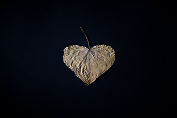 autumn dry golden leaf in the shape of a heart. on black background Creative minimalistic autumn love concept
