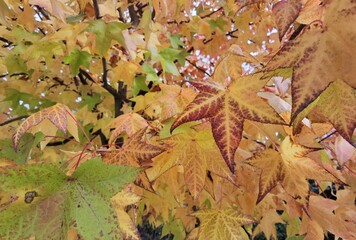 leaves leaf dry yellow red color autumn season for natural background