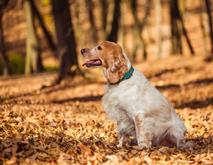 cute spaniel dog portrait at sunny  fall forest covered with brown leafs