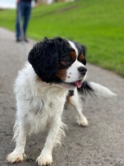 Kleiner Cavalier King Charles Spaniel geht mit seinem Herrchen Gassi