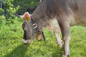 Portrait of a beautiful cow