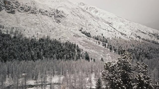 The foot of the glacier of the huge Belukha mountain, the valley of the Aktru River, the Altai mountains. Cloudy weather, storm, wildlife, winter forest, frozen mountain river in the valley of the