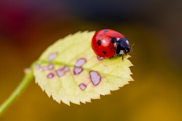 Ladybug on the leaf in the garden