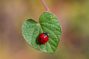 Ladybug on the leaf in the garden