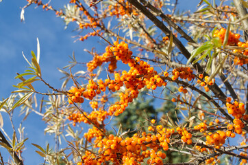 Fototapeta premium Orange Berries on a Tree