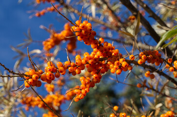 Orange Berries on a Tree