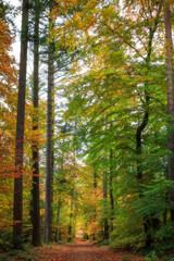 Fototapeta premium Herbstwald 