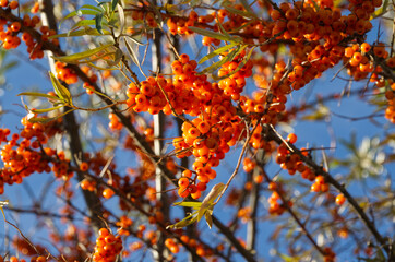 Orange Berries on a Tree
