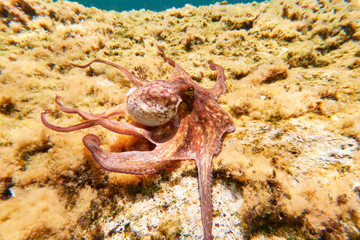 Octopus (Octopus vulgaris Cuvier, 1797) or octopus is a cephalopod of the Octopodidae family at sea