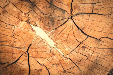 wood log texture pattern background nature draw sapwood and cracks