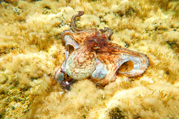 Octopus (Octopus vulgaris Cuvier, 1797) or octopus is a cephalopod of the Octopodidae family at sea