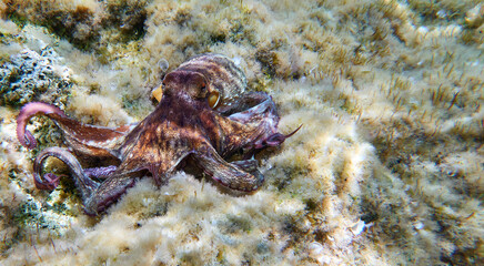 Octopus (Octopus vulgaris Cuvier, 1797) or octopus is a cephalopod of the Octopodidae family at sea