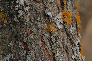 texture of the bark of an old tree