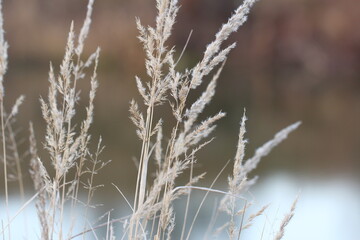 dry grass