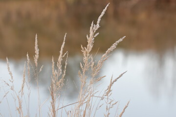 Fototapeta premium dry grass