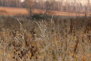 Fototapeta premium dry grass