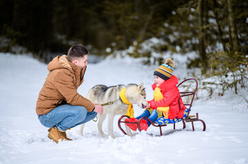 Fototapeta na wymiar father with daughter on a walk in the woods, daughter sitting on a sleigh and playing with a husky, a cheerful family with a dog.