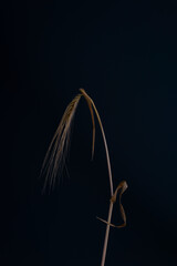 creative minimalistic portrait of an ear of wheat on a black background