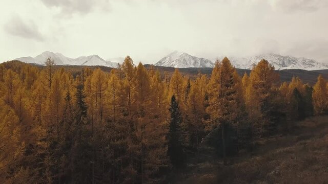 Altai Republic, Siberia, Russia. Aerial view of the autumn winter forest in the snow on the mountain and snowy mountains. Cold wild landscape: golden yellow foliage of trees with snow on the hill