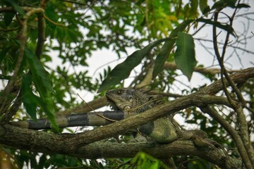 iguana on the tree