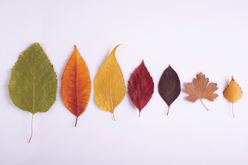 autumn still life colorful leaves minimalism on a white background