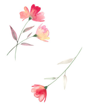 Free hand watercolor flower illustration.