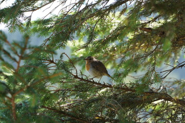 bird Malinovka on a tree