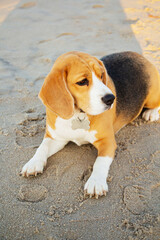 Photo of a pedigreed beagle dog with a collar sitting on the sand by the sea in the morning
