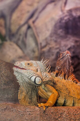 Lizard Iguana in a cave