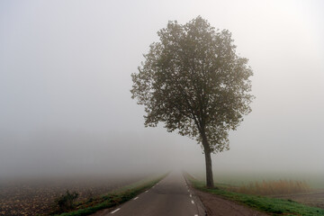Fototapeta na wymiar Solitary tree along the side of a Dutch country road. It is a very foggy morning in the fall season.